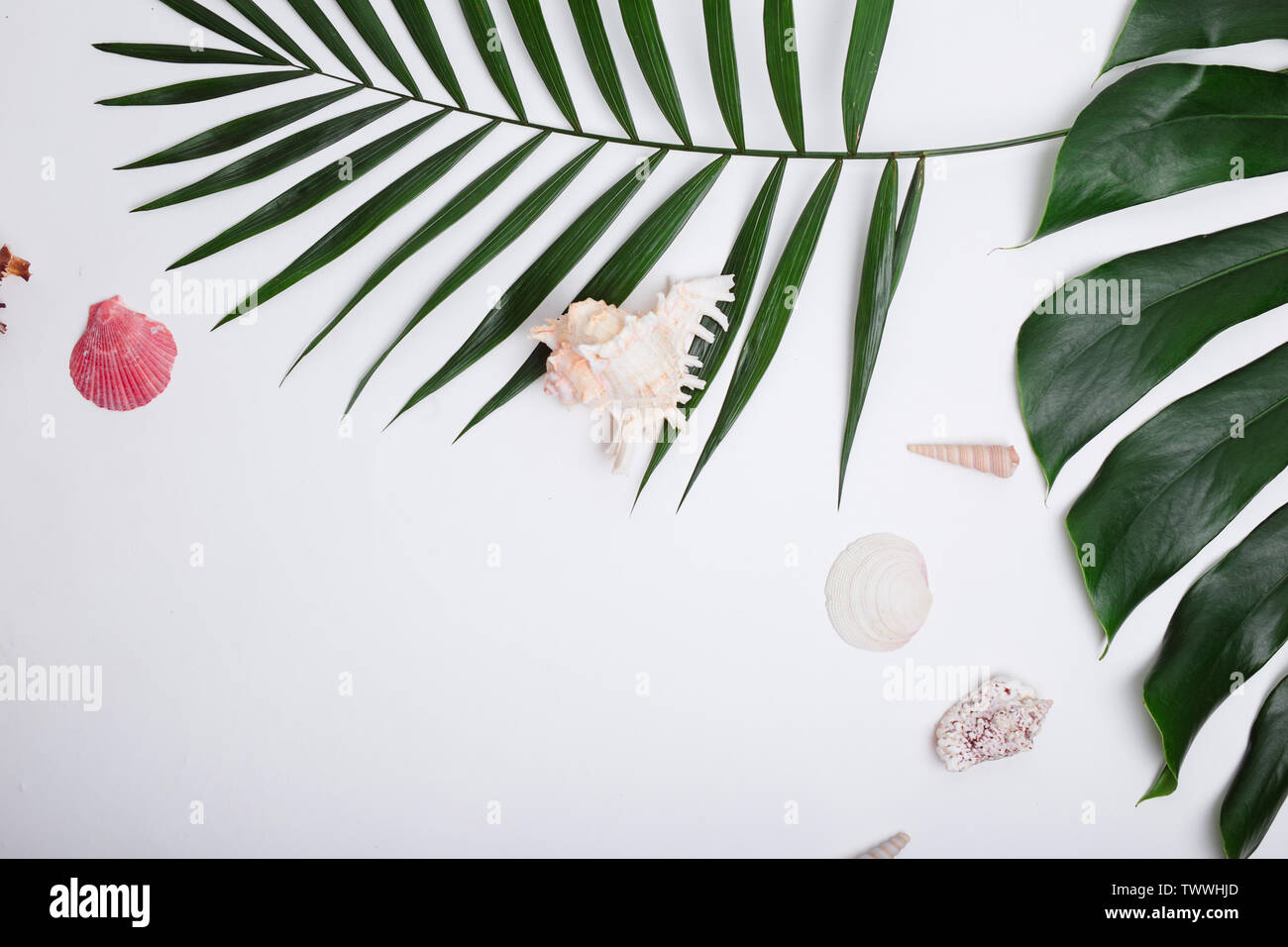 Tropical palm leaves and sea shells on white background. Summer concept ...