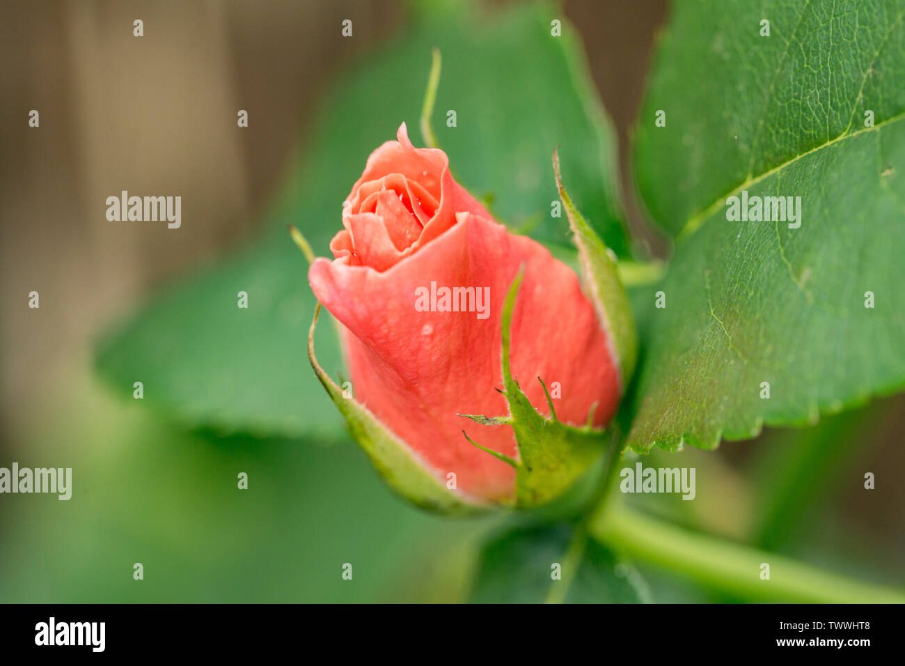 Pink Rose Flower Detail Bud Petals Blossom High Resolution Stock Photography And Images Alamy Pink Rose Flower Detail Bud Petals Blossom High Resolution Stock Photography And Images Alamy