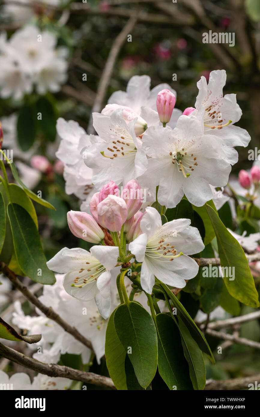 Close up of white Rhododendron decorum blooms flowering in May in the UK Stock Photo