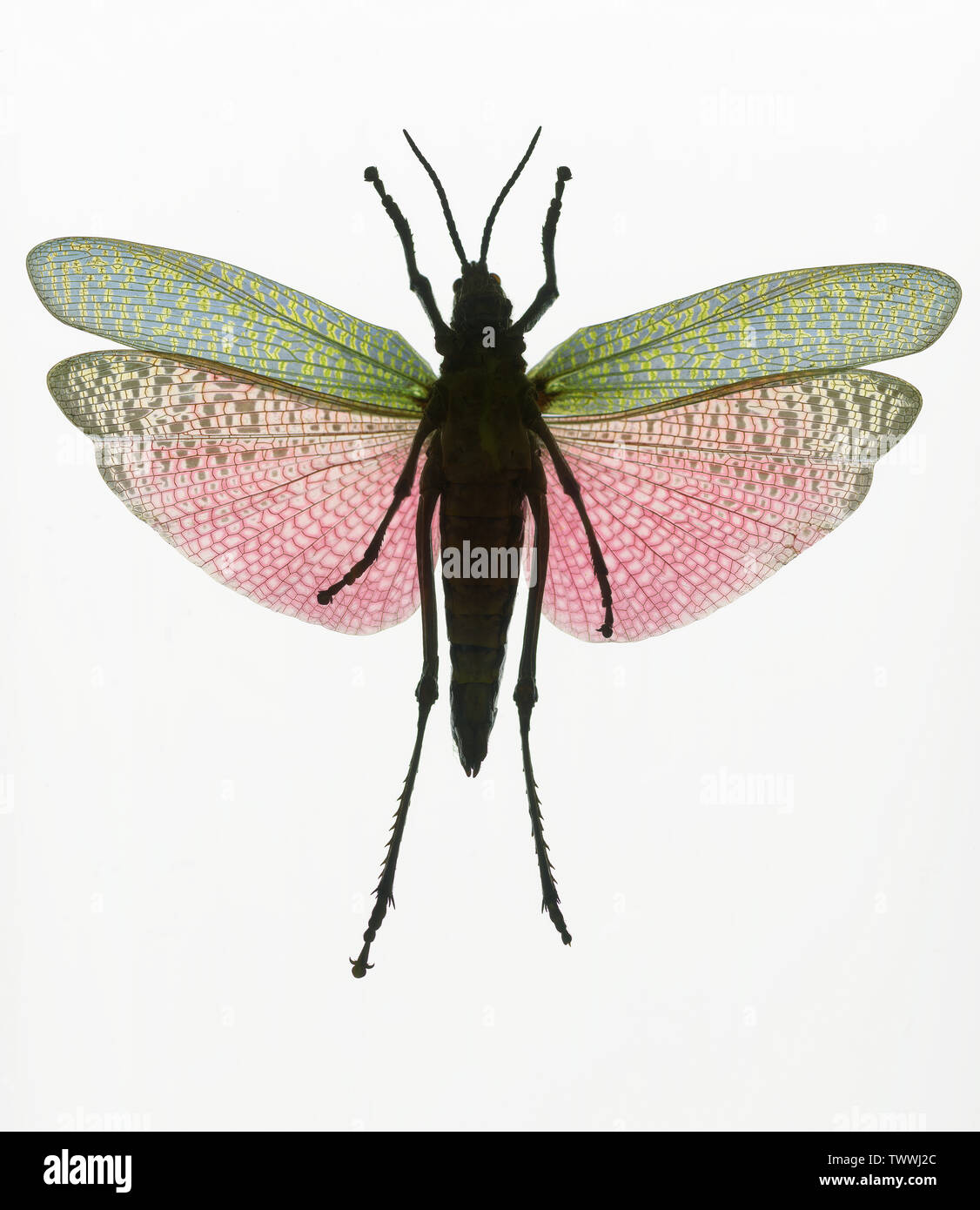 Rainbow Milkweed Locust (Phymateus saxosus) grasshopper with white background. Stock Photo