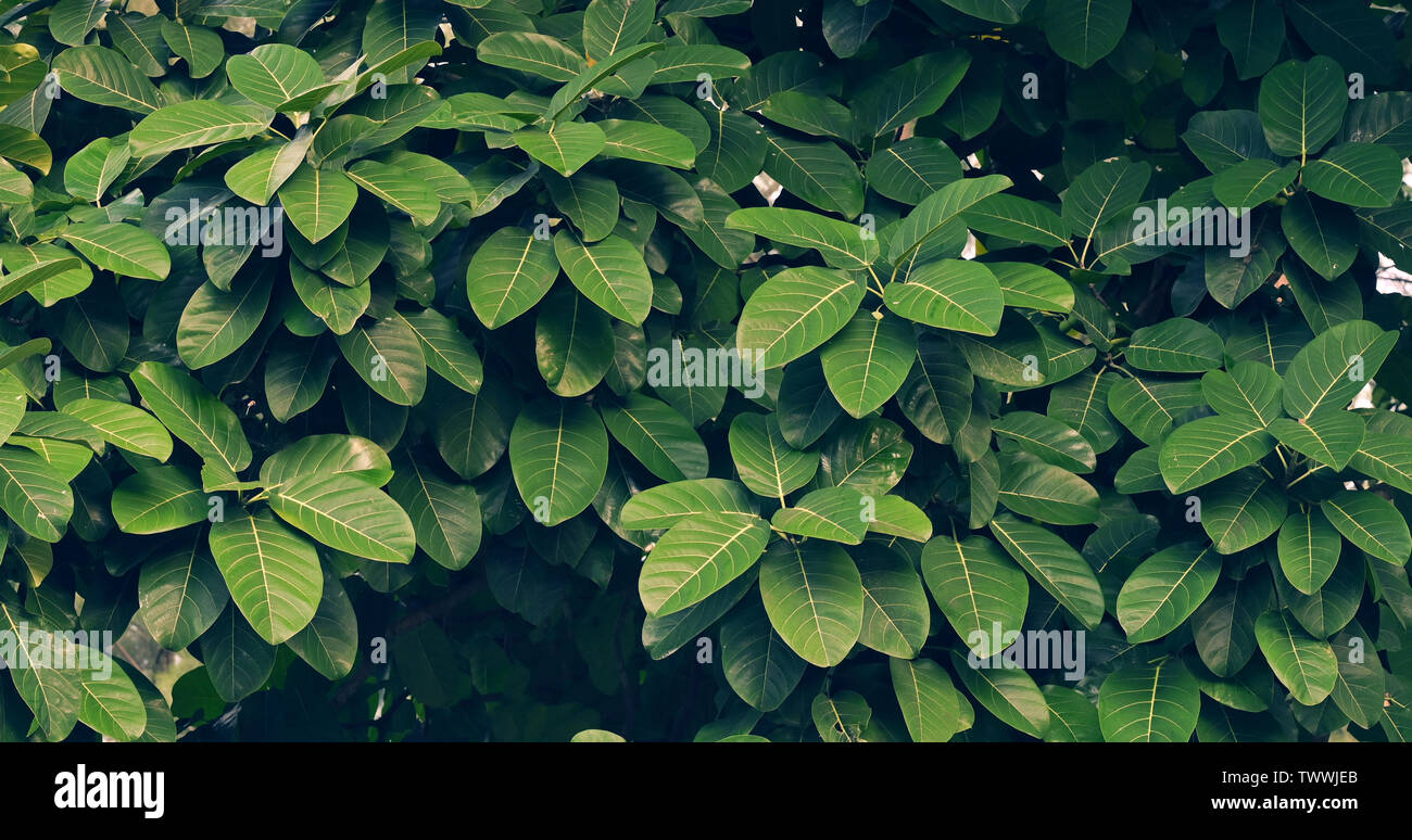 Leaves Calathea ornata pin stripe background blue Stock Photo
