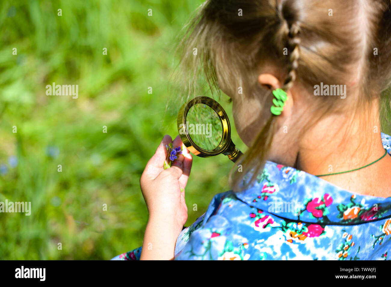 The child explores the grass in the meadow through a magnifying glass. Little girl exploring the flower through the magnifying glass outdoors. Stock Photo