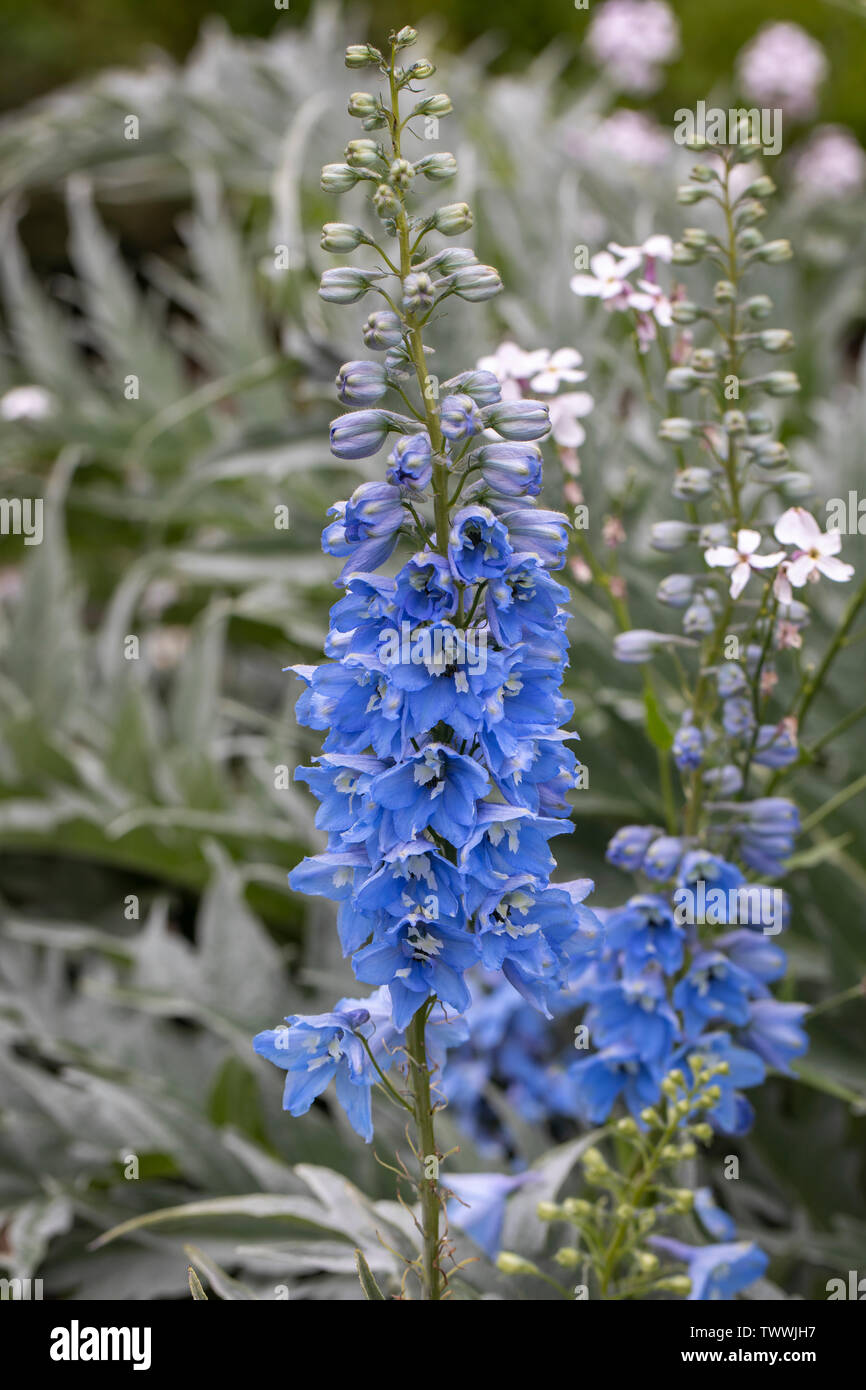 Close up of a beautiful blue Delphinium / Larkspur flowering in an ...