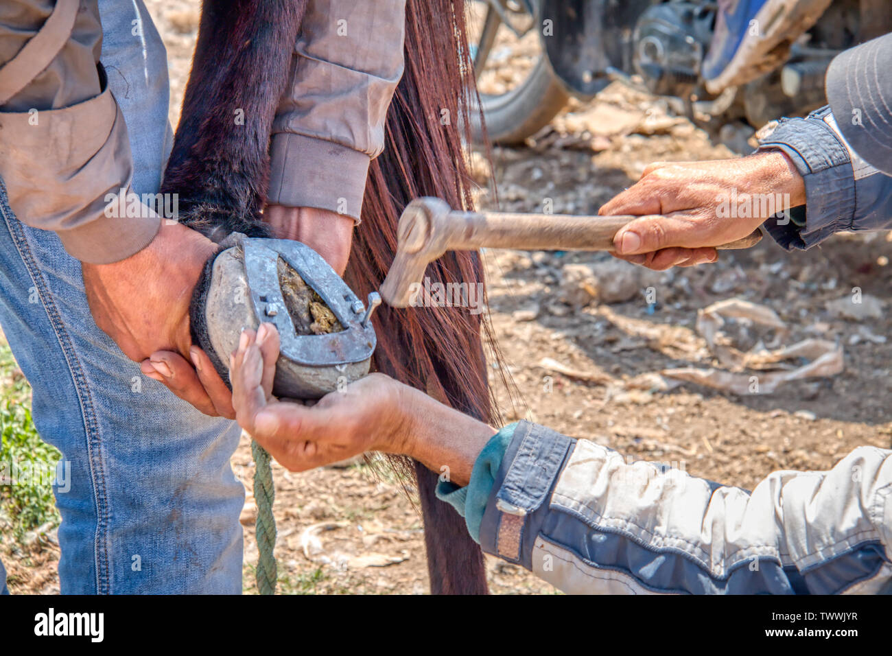 Blacksmith putting horseshoe on a horse Stock Photo Alamy