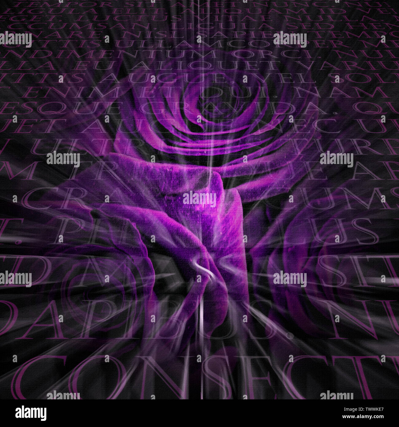 Latin roses in deep purple light Stock Photo - Alamy