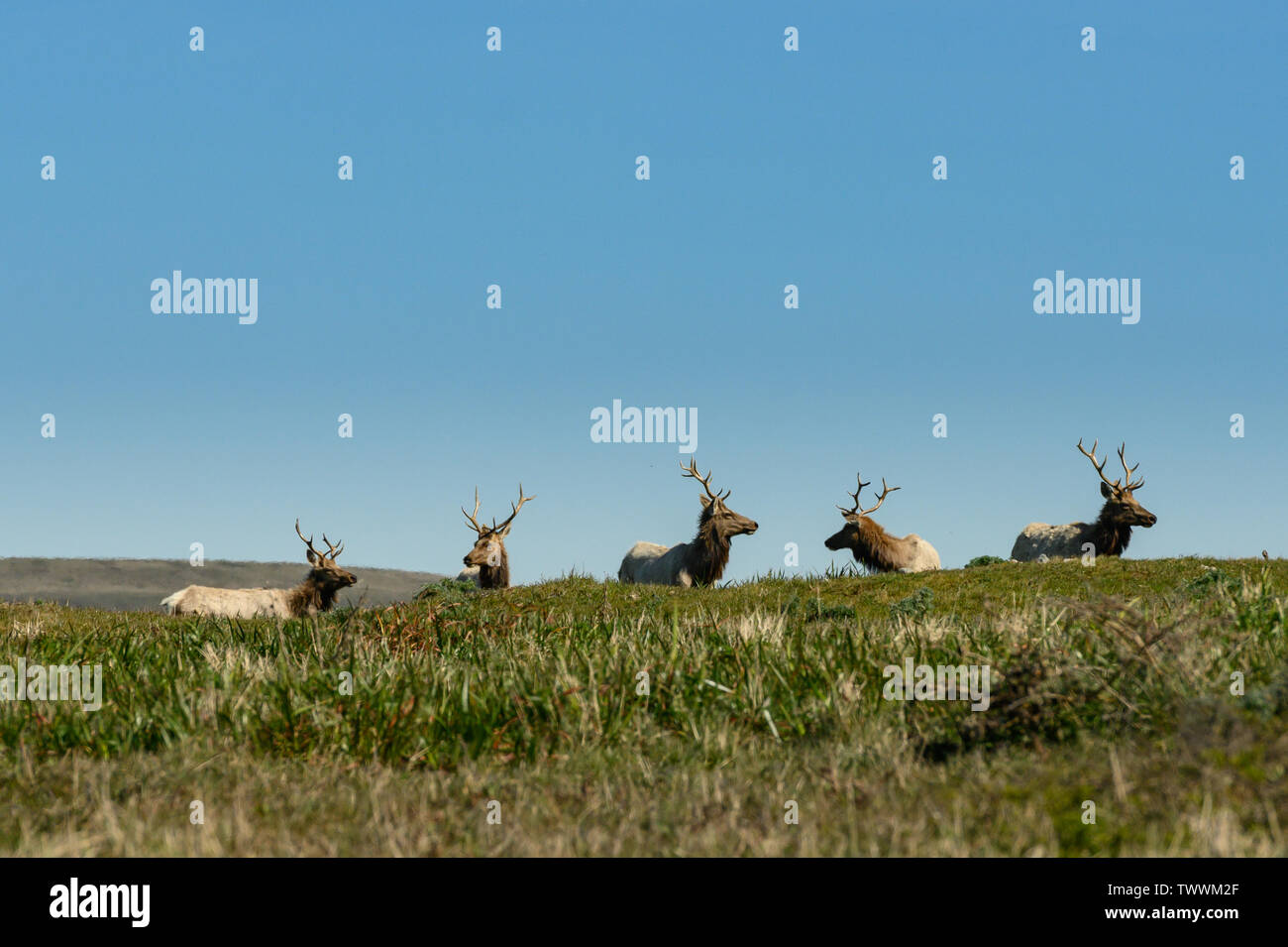 Five Male Tule Elk Rest Atop Hill Stock Photo Alamy