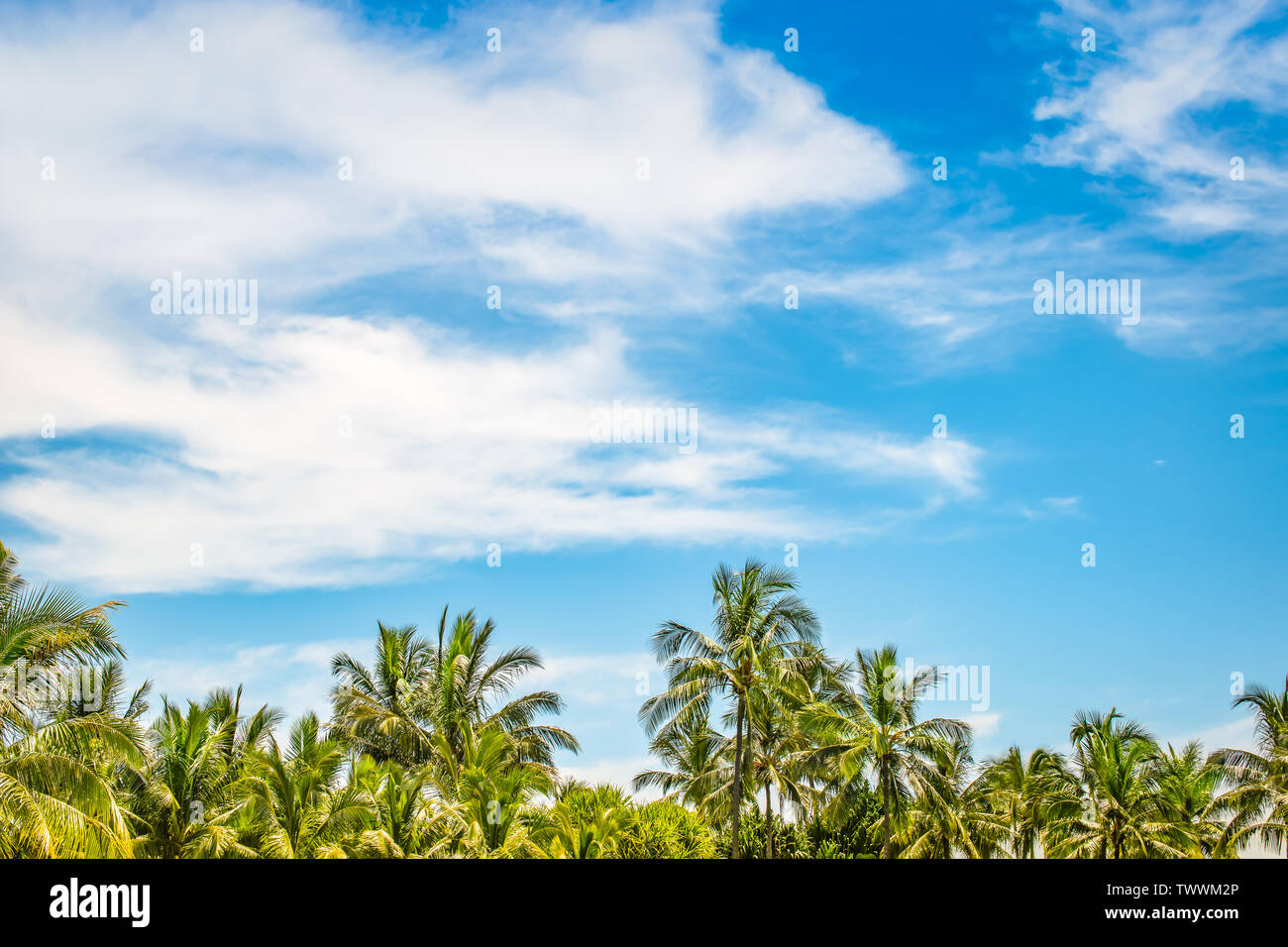 Tropical beach summer background with coconut palm trees against blue sky and white clouds. Space for text. Stock Photo