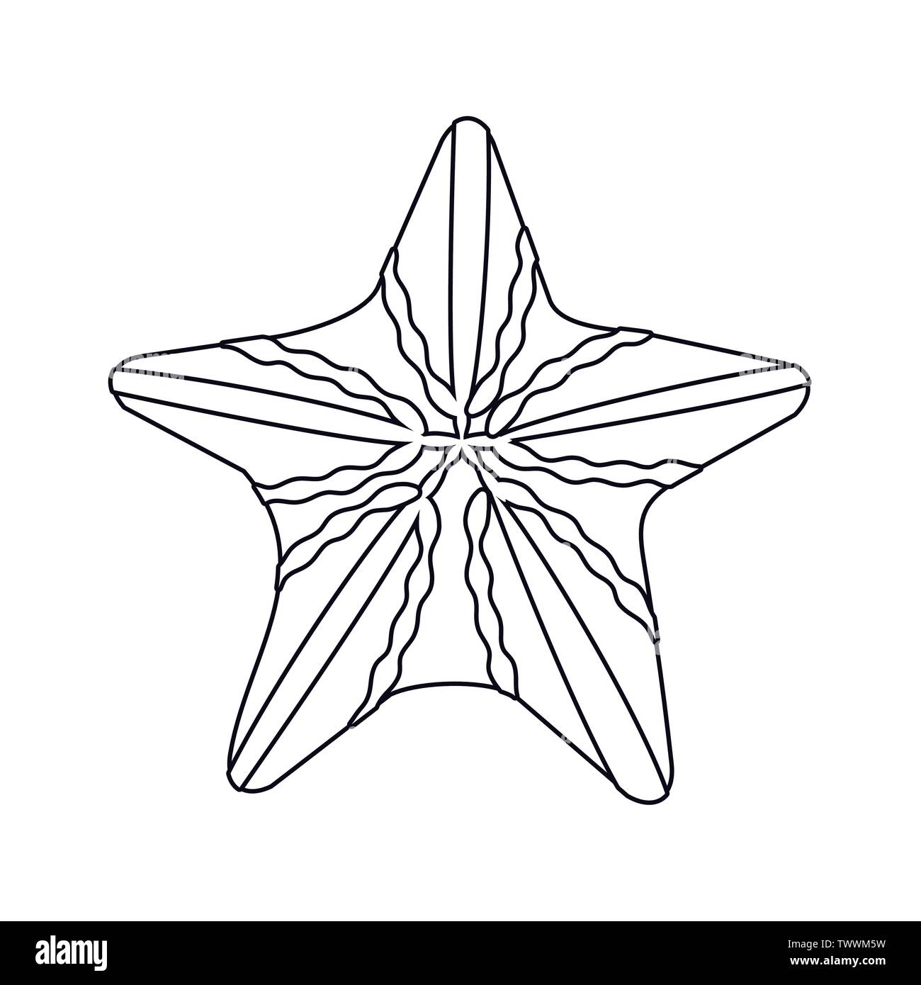 starfish wildlife on white background vector illustration Stock Vector ...