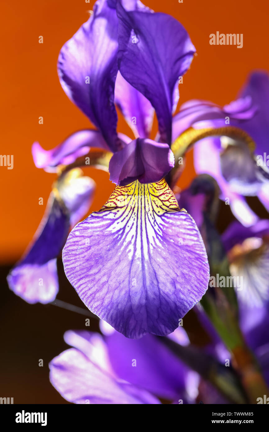 Close up of purple Iris sanguinea flower. Stock Photo