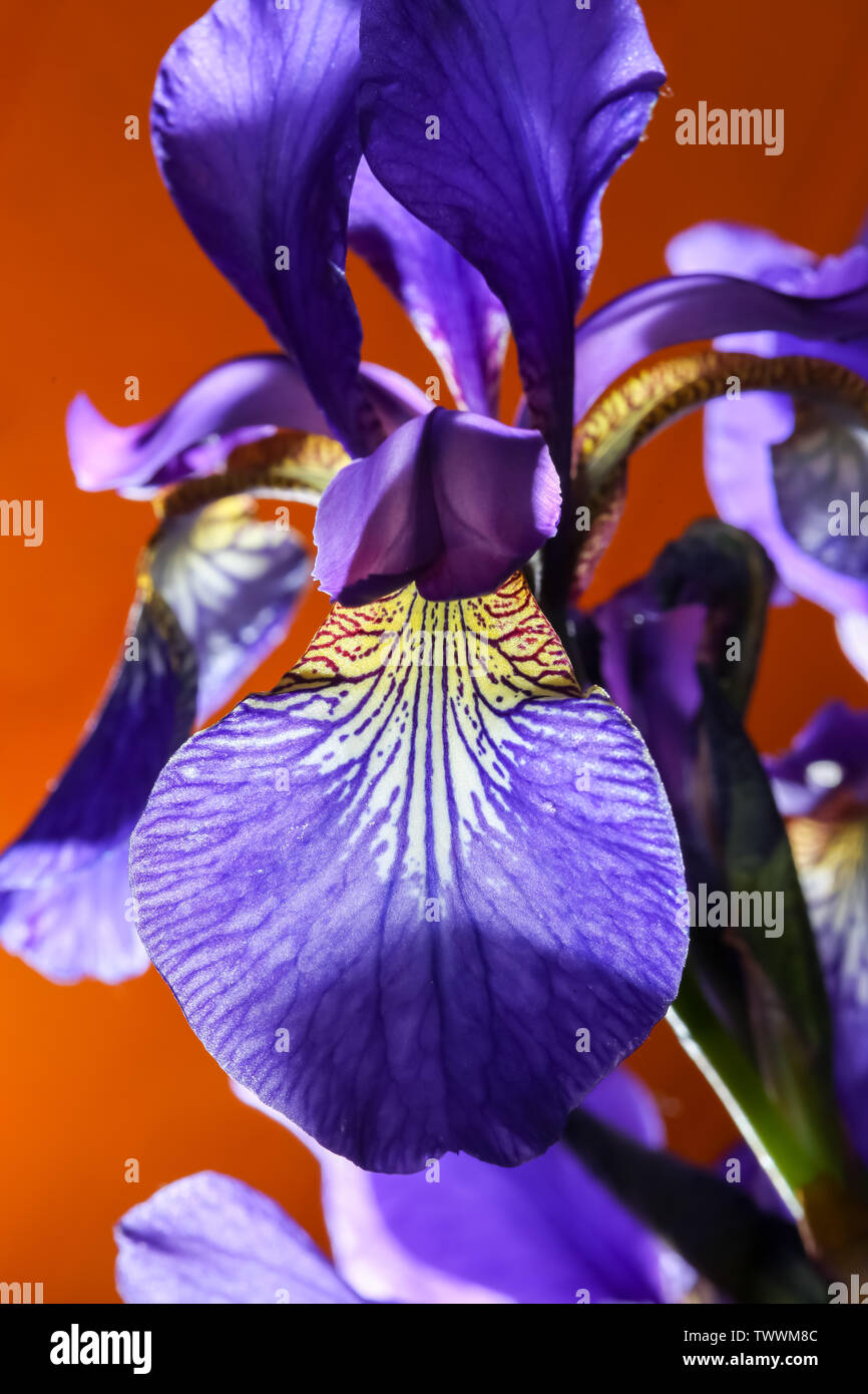 Close up of purple Iris sanguinea flower. Stock Photo