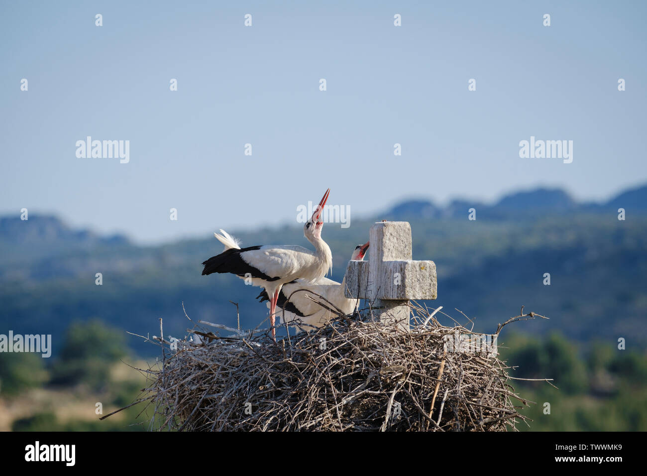 White stork (Ciconia ciconia) pair displaying at nest. Valencia de Alcantara. Extremadura. Spain. Stock Photo