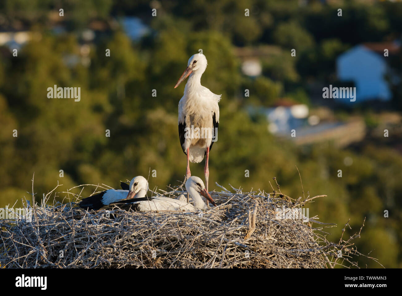 White stork (Ciconia ciconia) chicks on nest. Valencia de Alcantara. Extremadura. Spain. Stock Photo