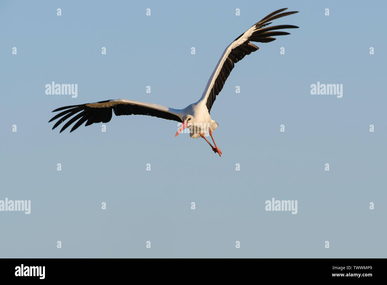 White stork (Ciconia ciconia) in flight. Extremadura. Spain. Stock Photo