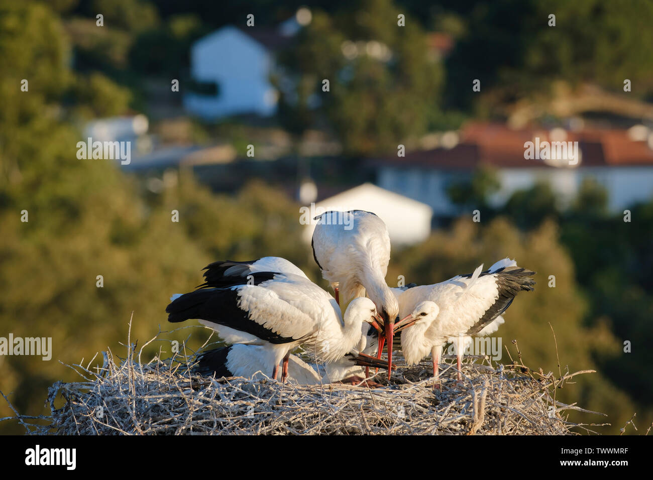 White stork (Ciconia ciconia) feeding three chicks. Valencia de Alcantara. Extremadura. Spain. Stock Photo