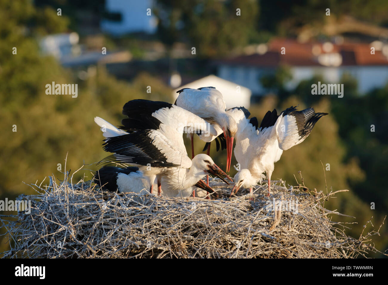 White stork (Ciconia ciconia) feeding three chicks. Valencia de Alcantara. Extremadura. Spain. Stock Photo