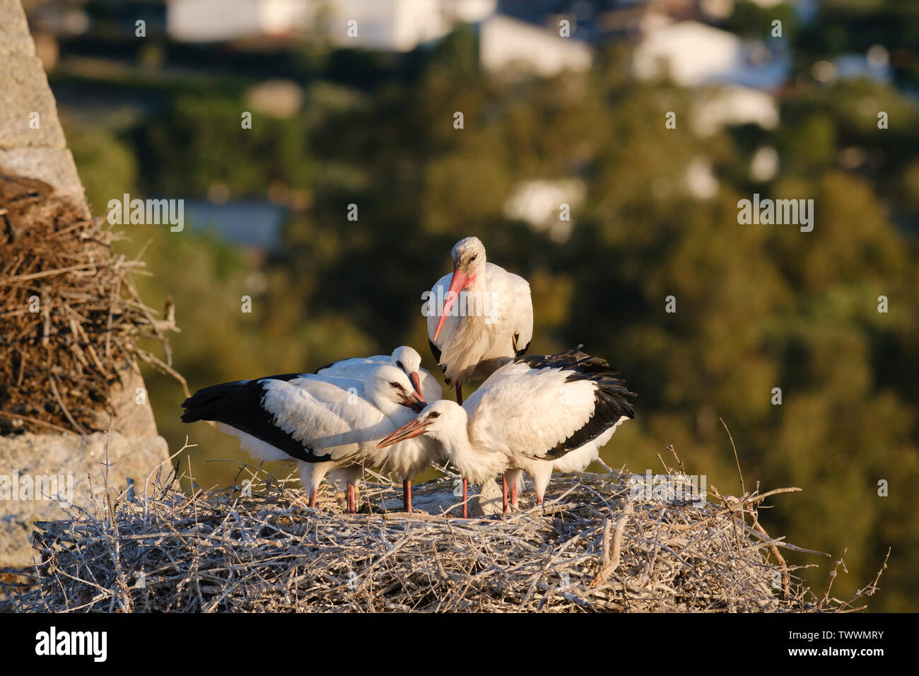 White stork (Ciconia ciconia) adult with three chicks on nest. Valencia de Alcantara. Extremadura. Spain. Stock Photo