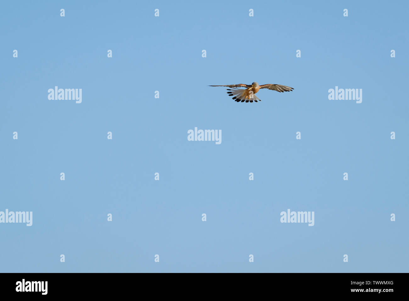 Lesser Kestrel (Falco naumanni) adult male hovering with insect prey. Extremadura. Spain. Stock Photo