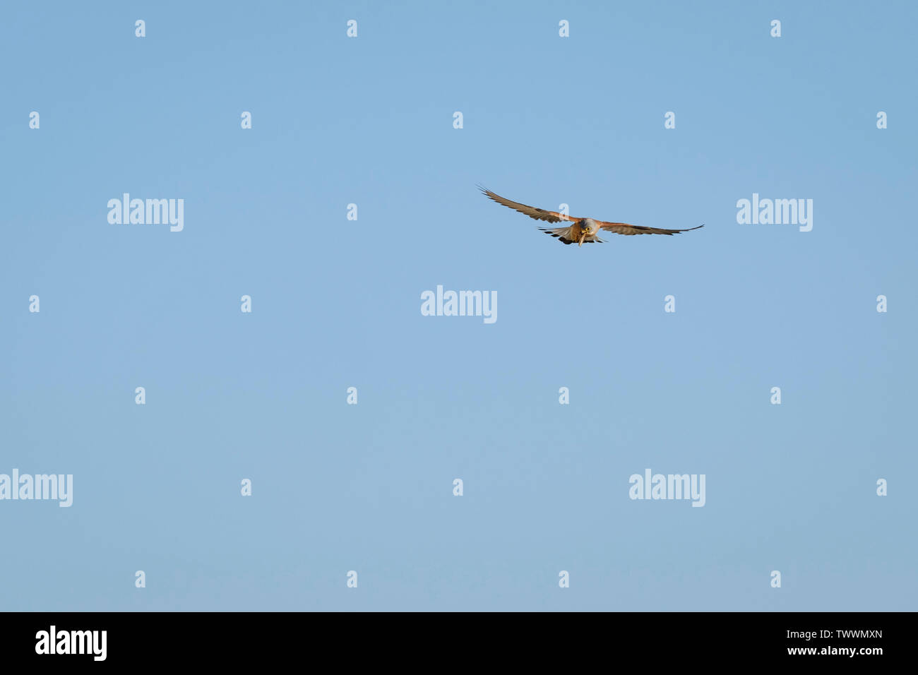 Lesser Kestrel (Falco naumanni) adult male hovering with insect prey. Extremadura. Spain. Stock Photo