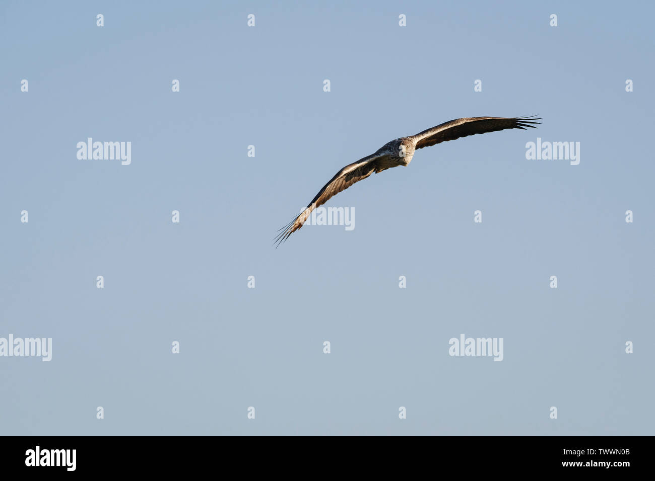 Bonelli's Eagle (Aquila fasciata) adult male in flight. Extremadura. Spain. Stock Photo