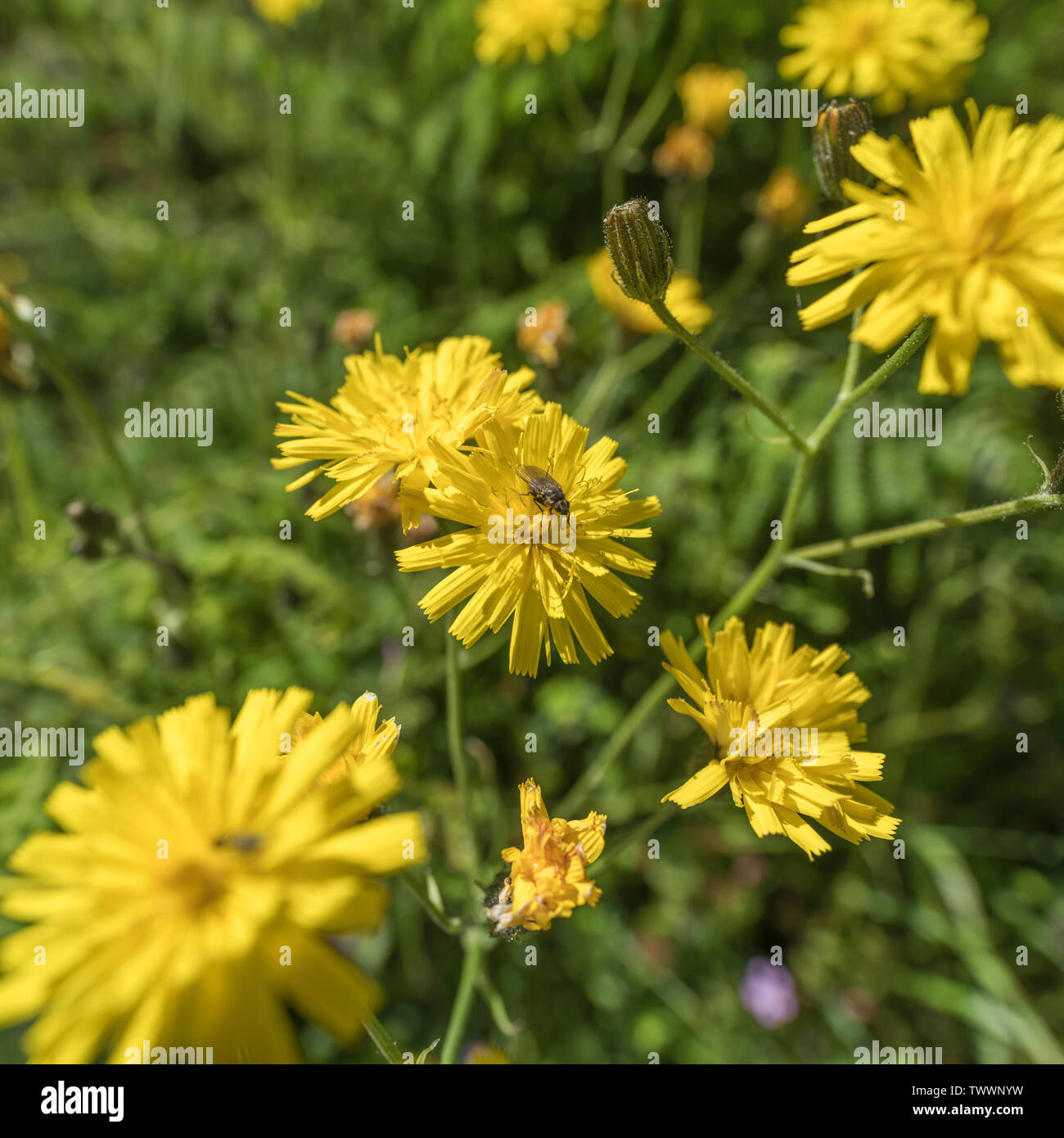 Possibly yellow flowers of Nipplewort / Lapsana communis, but unsure. Certainly a Daisy. Young nipplewort leaves may be eaten cooked as survival food Stock Photo