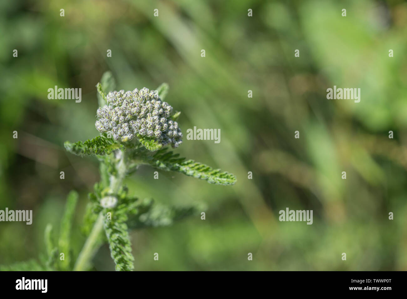 Yarrow / Achillea millefolium top with developed flower buds (June). Also called Milfoil, the plant was used as a medicinal plant in herbal remedies. Stock Photo