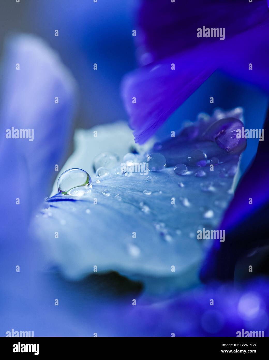 Beautiful close-up of drops on blue and purple pansies (Viola ×wittrockiana) Stock Photo