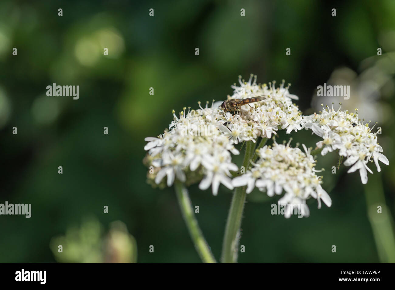 White flowers of Common Hogweed / Heracleum sphondylium in a hedgerow with a feeding foraging fly of some description. Example of Umbellifer plant. Stock Photo