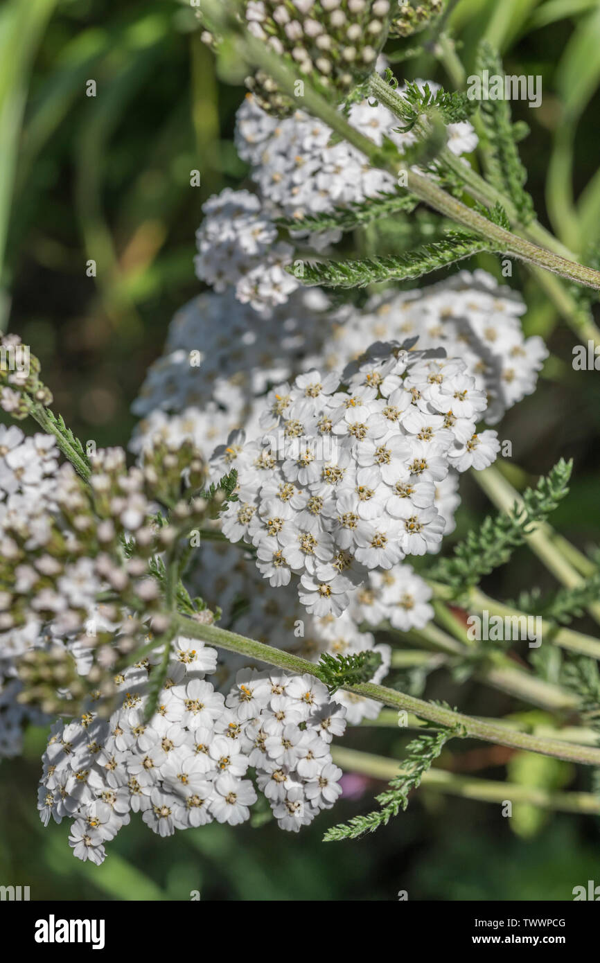 Yarrow / Achillea millefolium in flower (June). Also called Milfoil, the plant was used as a medicinal plant in herbal remedies. Stock Photo