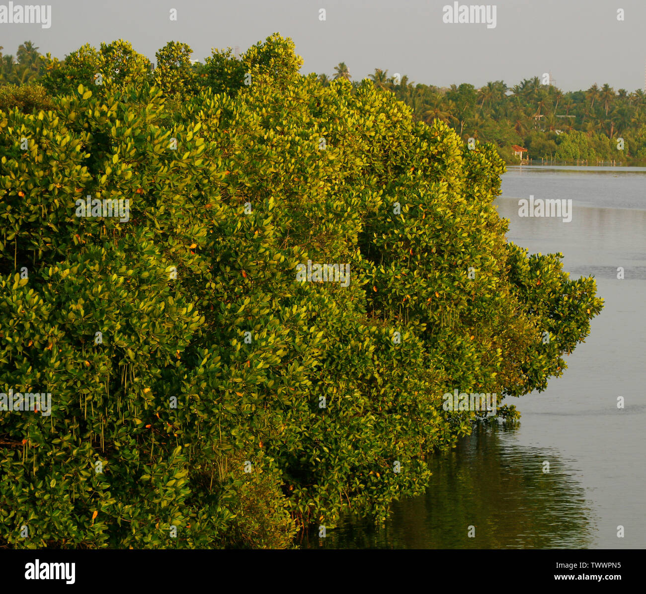 Mangroves (Kandal Kadu) are trees or shrubs that grow in salty water in