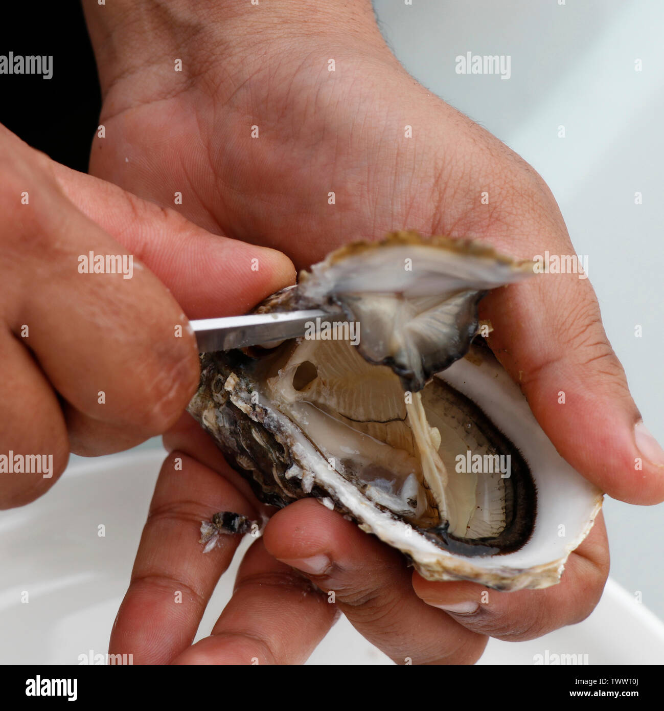 Oyster shucking hires stock photography and images Alamy
