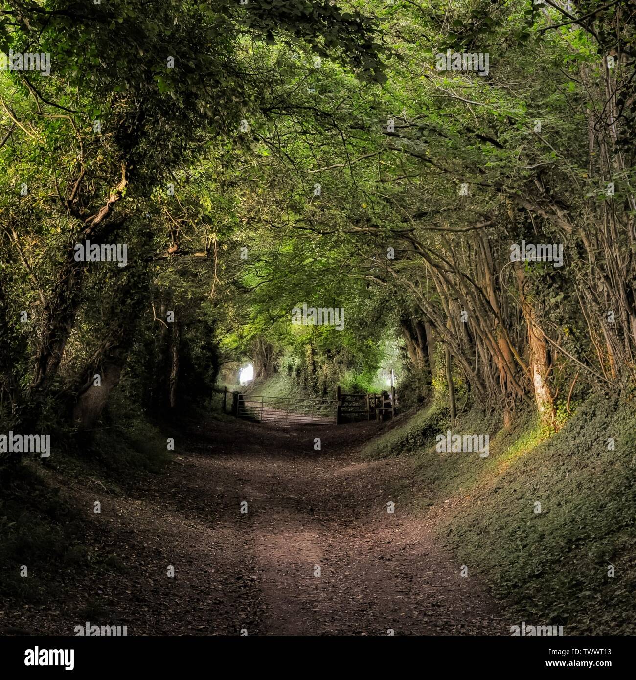 Tunnel of trees at Halnaker on the South Downs of the UK Stock Photo Alamy