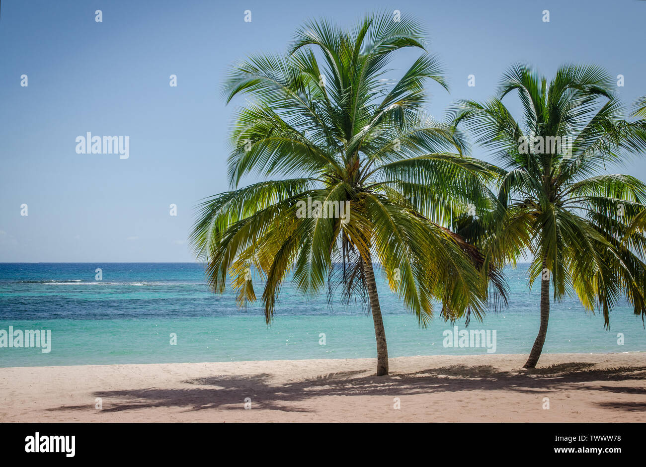 Coconut palm trees on white sandy beach in Saona island, Dominican