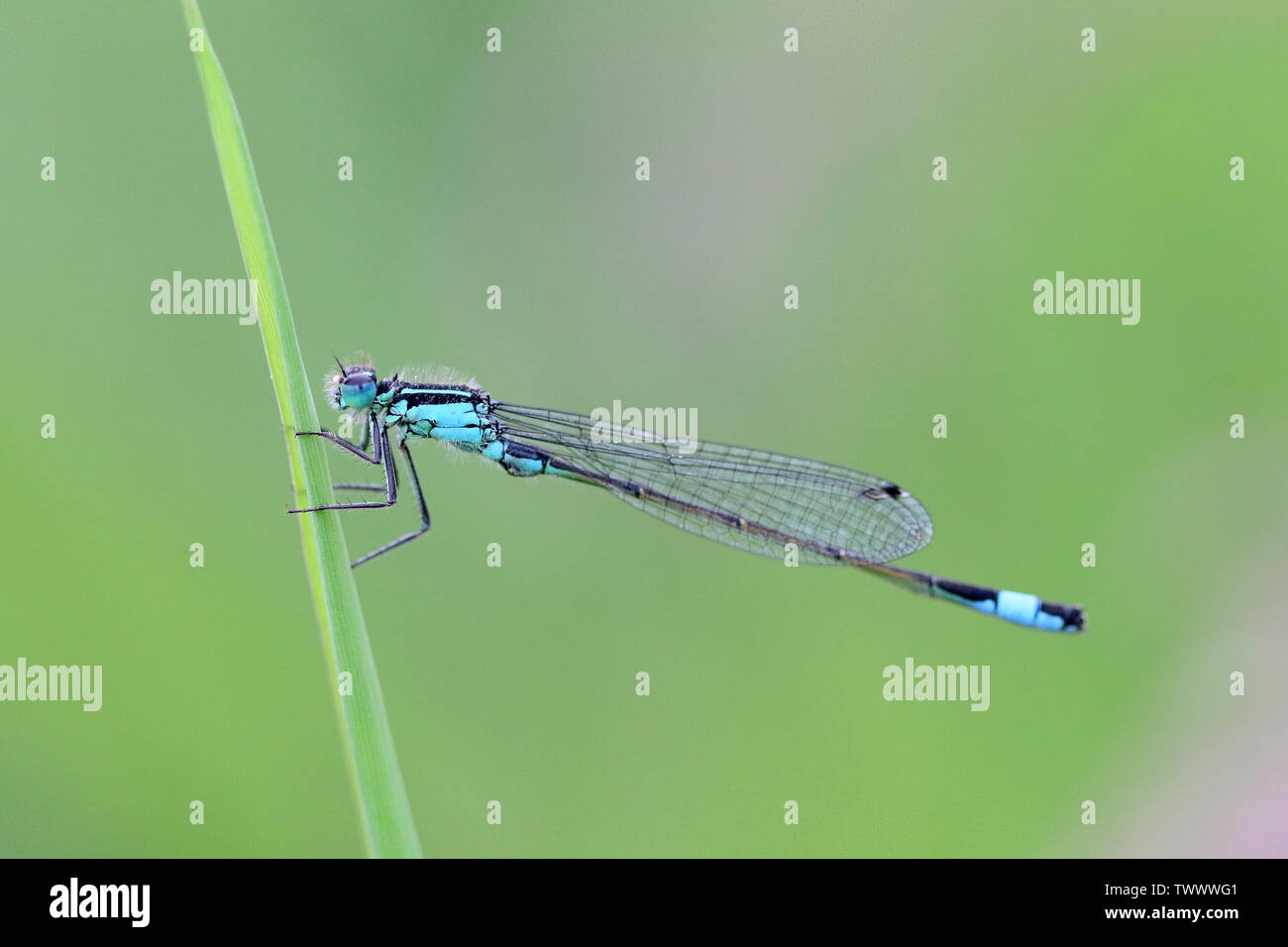Blue tailed damselfly at reat on a blade of grass Stock Photo - Alamy