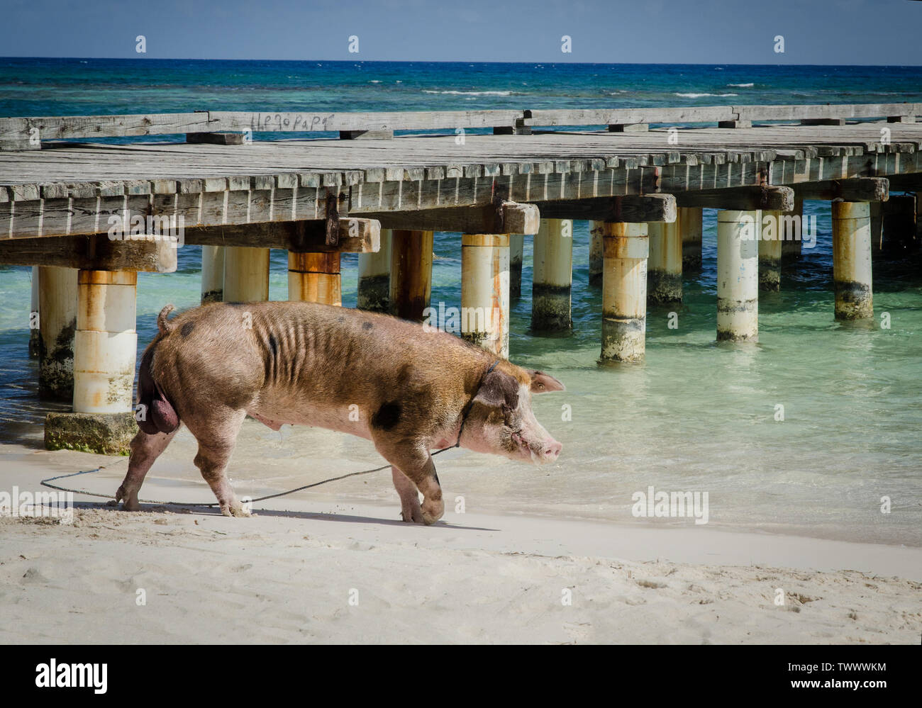 Wild pig in Exuma Bahamas Island harbour. Stock Photo