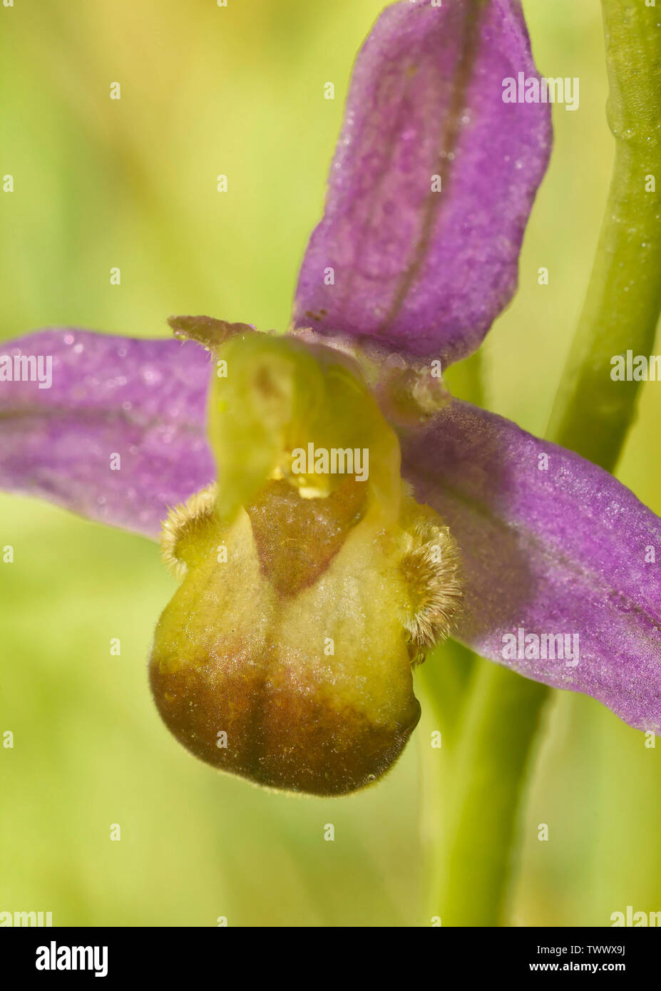 Bicolor Bee Orchid - Ophrys apifera Var. bicolor Rare colour variation ...