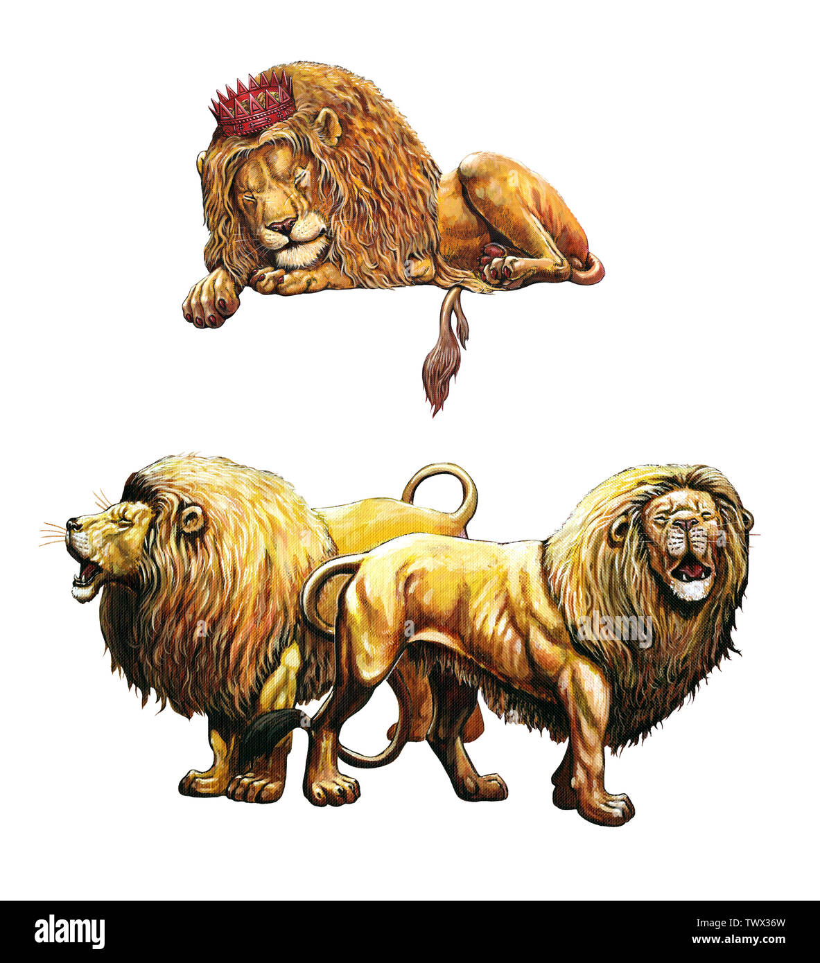 Sleeping and roaring lion. 2 Lions illustrations. Big cat acrylic illustration. Stock Photo