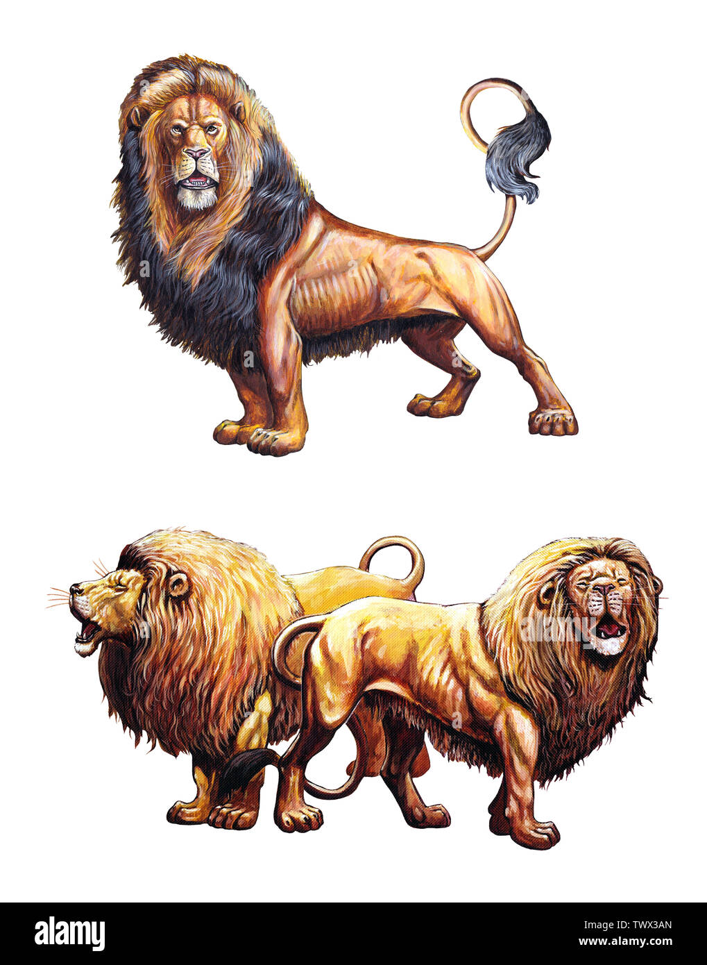Roaring lion. 2 Lions illustrations. Big cat acrylic illustration. Stock Photo