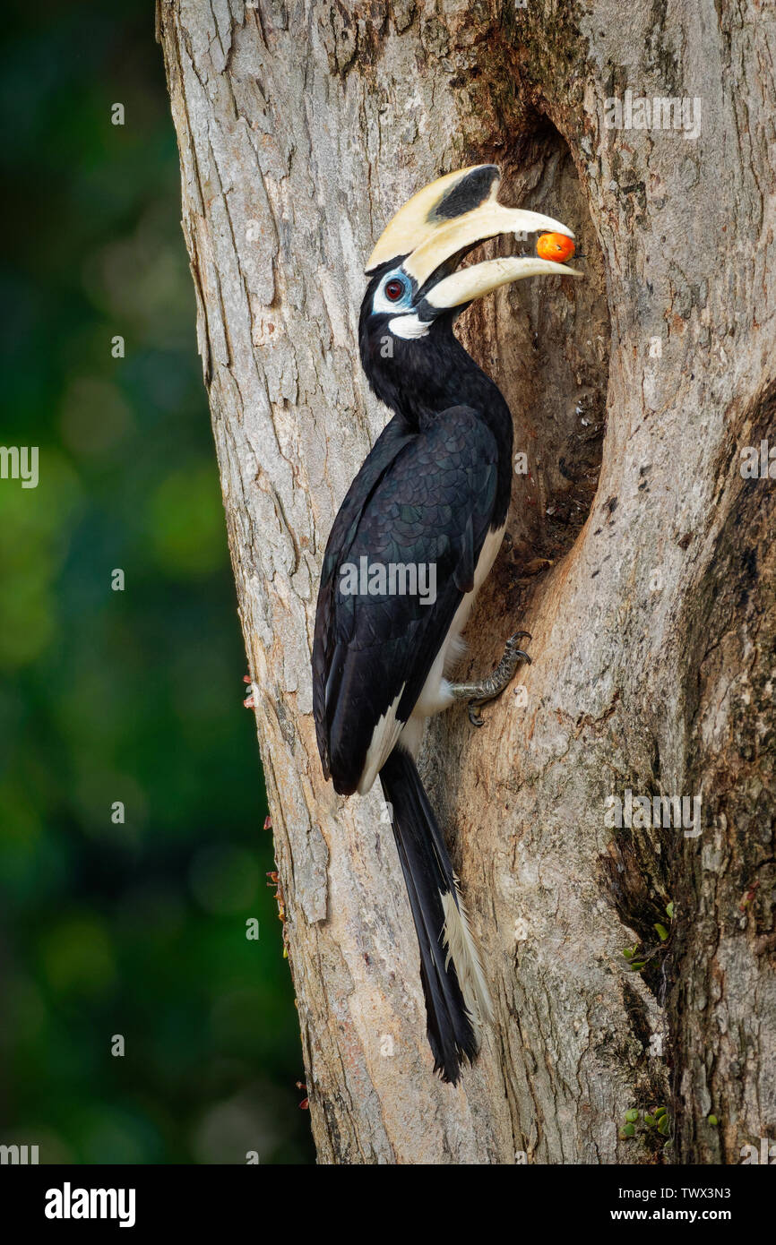 Oriental Pied-Hornbill - Anthracoceros albirostris large canopy-dwelling bird belonging to the Bucerotidae. Other common names are sunda pied hornbill Stock Photo