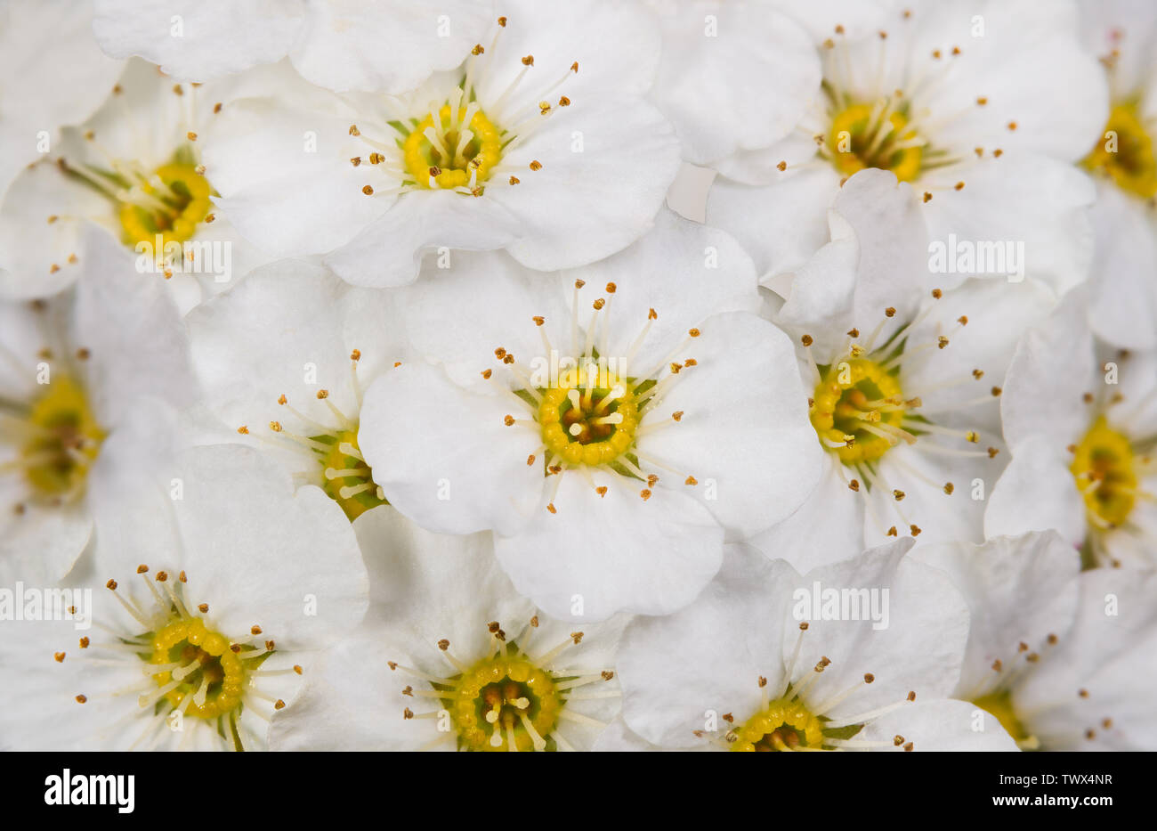 Delicate floral texture. Vanhoutte spirea flowers in detail. Spiraea vanhouttei. Romantic background. Snowy white blooms, yellow centers, long stamens. Stock Photo
