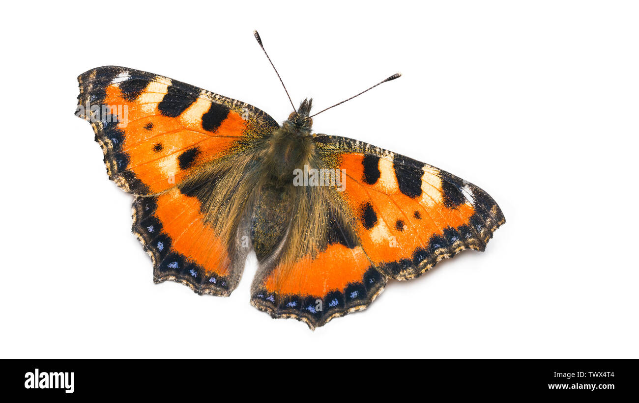 Small tortoiseshell butterfly. Aglais urticae. Lepidoptera. One orange winged insect close-up. Open wings, black and blue spotted ornament, antennae. Stock Photo