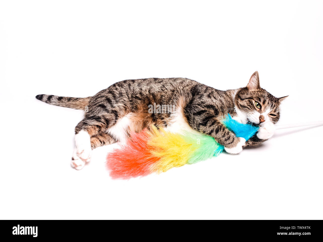 Cat with a brush, a broom for cleaning dust. The concept of cleaning, reluctance to clean, call the cleaner Stock Photo