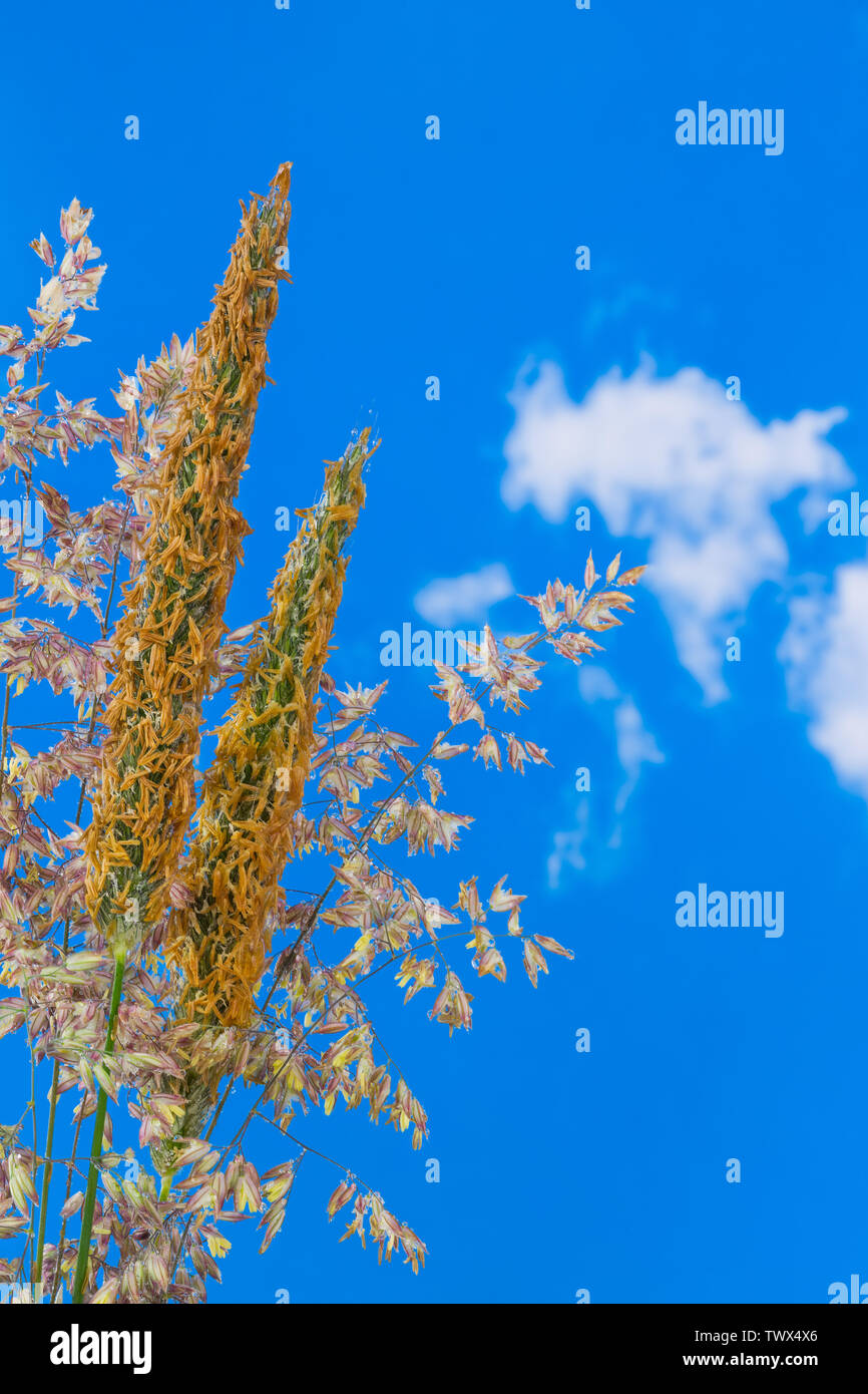 Wet flowering grasses. Meadow foxtail heads and bentgrass. Alopecurus pratensis. Agrostis. Close-up of dewy spring grass stems with blooms on blue sky. Stock Photo