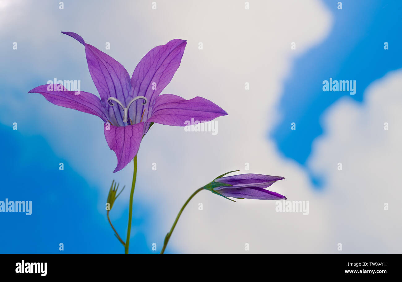 Blooming spreading bellflower. Campanula patula. Wild meadow herb. Detail of beautiful purple flower head and bud in bell shape. Blue sky  background. Stock Photo