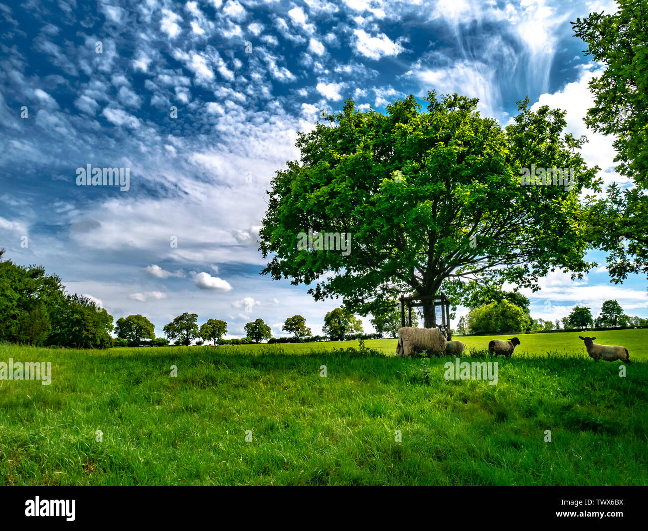 A typical British landscape, in the heart of the Cotswolds. Sheep graze on rich green grass underneath a blue sky with scattered clouds. Stock Photo
