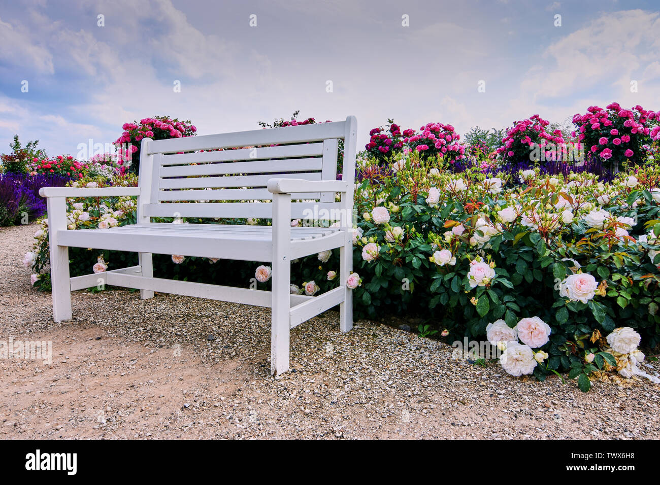 white wooden bench in a rose garden with a lot of diferrent roses around Stock Photo