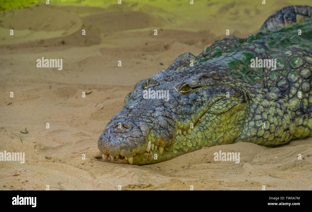 Crocodile wallpaper hi-res stock photography and images - Alamy