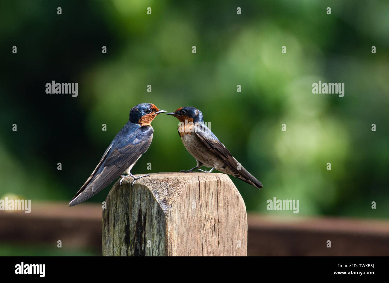 Pair of barn swallows Hirundo rustica facing each other Stock Photo