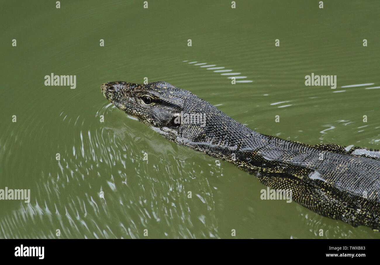 Water monitor closeup swimming in pond Stock Photo