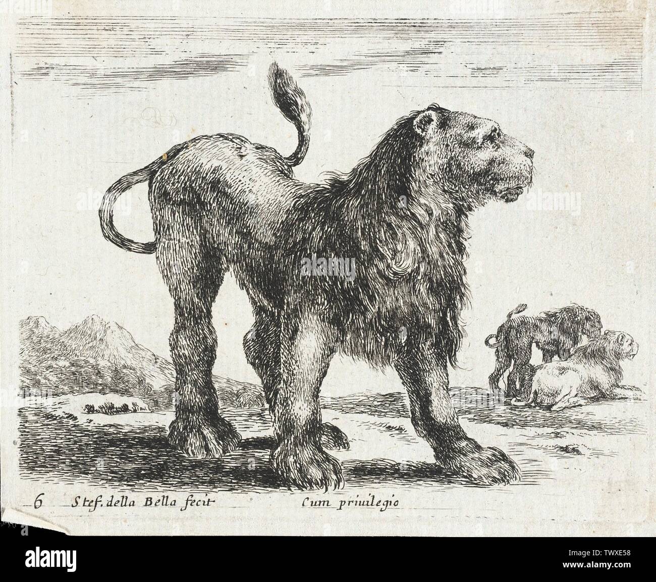 A Lion;  Italy, 1641 Series: Diversi animali, pl. 6 Prints; etchings Etching Gift of Alfred and Esther Norris (M.83.318.7) Prints and Drawings; 1641date QS:P571,+1641-00-00T00:00:00Z/9; Stock Photo