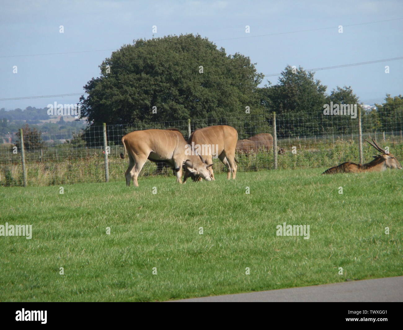 2 male elands fighting, Knowsley Safari Park, 9 September 2009; 9 September 2009; I (Anthony Appleyard (talk)) created this work entirely by myself.Transferred from en.pedia; Anthony Appleyard (talk); Stock Photo
